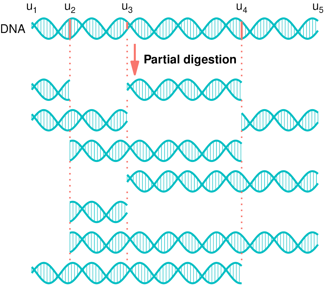 partial_digestion.png